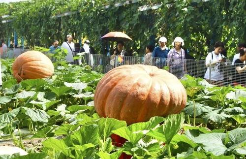 热门大瓜有哪些,揭秘明星幕后故事